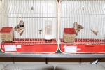 Más de 3.000 pájaros en el Concurso Internacional de Ornitología de la Vall