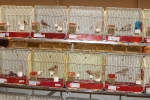 Más de 3.000 pájaros en el Concurso Internacional de Ornitología de la Vall