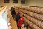 Más de 3.000 pájaros en el Concurso Internacional de Ornitología de la Vall
