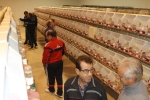 Más de 3.000 pájaros en el Concurso Internacional de Ornitología de la Vall