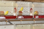 Más de 3.000 pájaros en el Concurso Internacional de Ornitología de la Vall