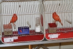 Más de 3.000 pájaros en el Concurso Internacional de Ornitología de la Vall