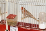 Más de 3.000 pájaros en el Concurso Internacional de Ornitología de la Vall