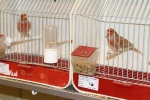 Más de 3.000 pájaros en el Concurso Internacional de Ornitología de la Vall