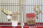 Más de 3.000 pájaros en el Concurso Internacional de Ornitología de la Vall