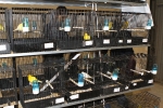 Más de 3.000 pájaros en el Concurso Internacional de Ornitología de la Vall
