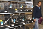 Más de 3.000 pájaros en el Concurso Internacional de Ornitología de la Vall