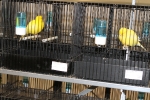 Más de 3.000 pájaros en el Concurso Internacional de Ornitología de la Vall