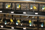 Más de 3.000 pájaros en el Concurso Internacional de Ornitología de la Vall