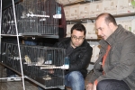 Más de 3.000 pájaros en el Concurso Internacional de Ornitología de la Vall