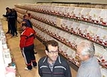 Más de 3.000 pájaros en el Concurso Internacional de Ornitología de la Vall