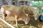 10.000 personas pasan por la VII Fira Agrícola, Ramadera i del Comerç