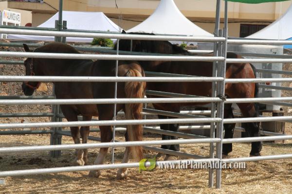10.000 personas pasan por la VII Fira Agrícola, Ramadera i del Comerç