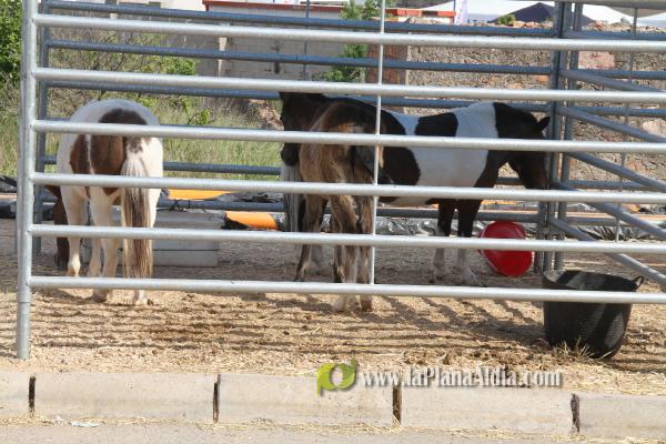 10.000 personas pasan por la VII Fira Agrícola, Ramadera i del Comerç