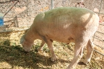 10.000 personas pasan por la VII Fira Agrícola, Ramadera i del Comerç