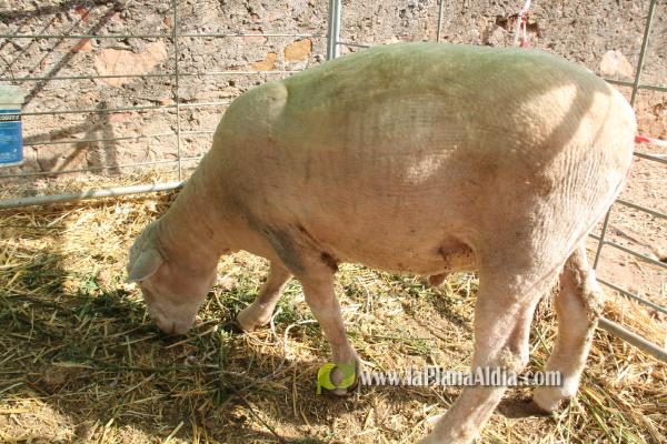 10.000 personas pasan por la VII Fira Agrícola, Ramadera i del Comerç