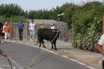 Les Alqueries de Santa Bárbara celebran el tradicional \'bou en corda\'