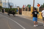Les Alqueries de Santa Bárbara celebran el tradicional \'bou en corda\'