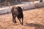 Hermanos Marcén debuta con una gran tarde de vacas y supera a F. Machancoses