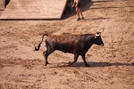 Hermanos Marcén debuta con una gran tarde de vacas y supera a F. Machancoses
