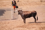 Hermanos Marcén debuta con una gran tarde de vacas y supera a F. Machancoses