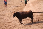 Hermanos Marcén debuta con una gran tarde de vacas y supera a F. Machancoses