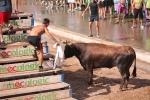 Hermanos Marcén debuta con una gran tarde de vacas y supera a F. Machancoses