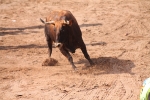 Hermanos Marcén debuta con una gran tarde de vacas y supera a F. Machancoses