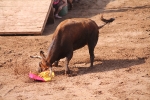 Hermanos Marcén debuta con una gran tarde de vacas y supera a F. Machancoses