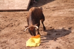 Hermanos Marcén debuta con una gran tarde de vacas y supera a F. Machancoses