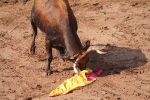 Hermanos Marcén debuta con una gran tarde de vacas y supera a F. Machancoses