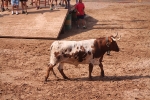 Hermanos Marcén debuta con una gran tarde de vacas y supera a F. Machancoses