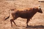 Hermanos Marcén debuta con una gran tarde de vacas y supera a F. Machancoses