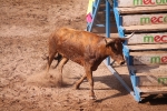 Hermanos Marcén debuta con una gran tarde de vacas y supera a F. Machancoses