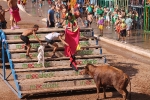 Hermanos Marcén debuta con una gran tarde de vacas y supera a F. Machancoses