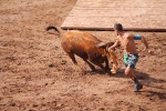 Hermanos Marcén debuta con una gran tarde de vacas y supera a F. Machancoses