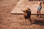 Hermanos Marcén debuta con una gran tarde de vacas y supera a F. Machancoses
