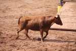 Hermanos Marcén debuta con una gran tarde de vacas y supera a F. Machancoses