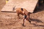 Hermanos Marcén debuta con una gran tarde de vacas y supera a F. Machancoses