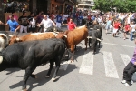 Encierro rápido y limpio el del sábado en Les Penyes en Festes