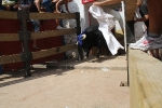 Encierro rápido y limpio el del sábado en Les Penyes en Festes