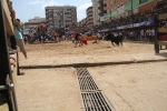 Encierro rápido y limpio el del sábado en Les Penyes en Festes