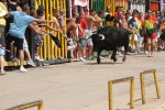 Encierro rápido y limpio el del sábado en Les Penyes en Festes