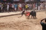Encierro rápido y limpio el del sábado en Les Penyes en Festes