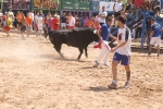 Encierro rápido y limpio el del sábado en Les Penyes en Festes