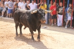 Encierro rápido y limpio el del sábado en Les Penyes en Festes