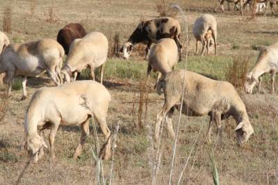Uni de Llauradors i Ramaders denuncia otro robo de ovejas y corderos en Xilxes