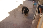 Un vecino de La Vall d\'Uixó, en estado crítico tras ser cogido por un toro en Burriana