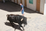 Un vecino de La Vall d\'Uixó, en estado crítico tras ser cogido por un toro en Burriana