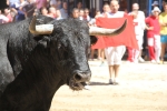 Un vecino de La Vall d\'Uixó, en estado crítico tras ser cogido por un toro en Burriana